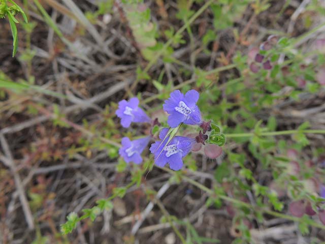 Scutellaria drummondii (Drummond's skullcap) #61046