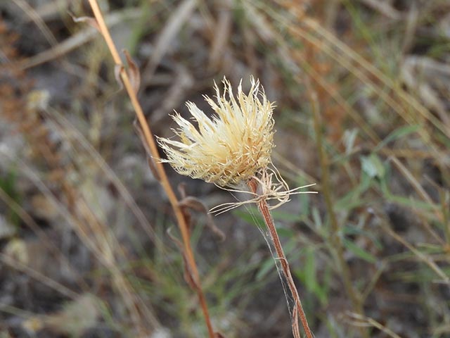 Centaurea americana (American basket-flower) #64950