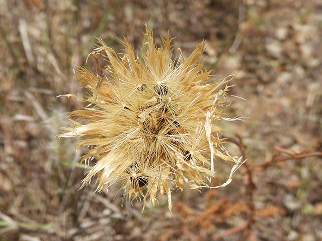 Centaurea americana (American basket-flower) #64956