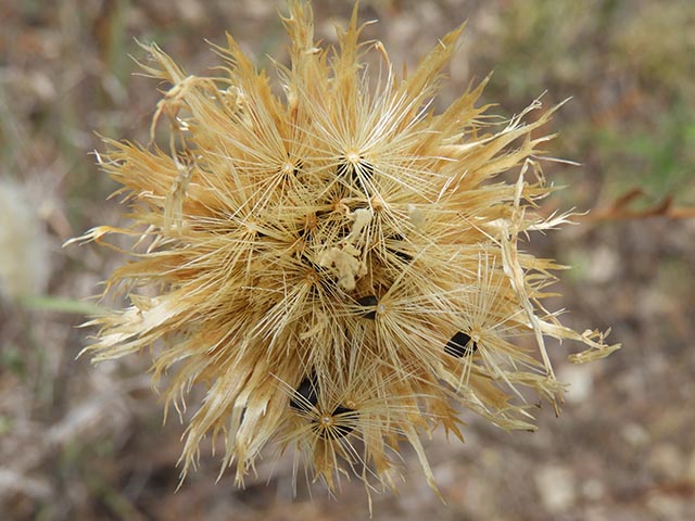 Centaurea americana (American basket-flower) #64958