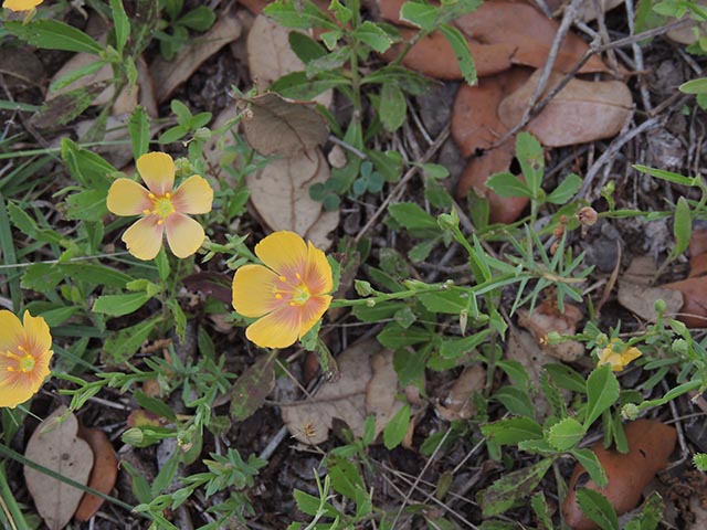 Linum berlandieri var. berlandieri (Berlandier's yellow flax) #65083