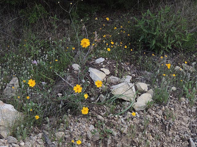 Thelesperma simplicifolium (Slender greenthread) #65119