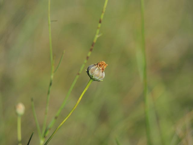 Thelesperma simplicifolium (Slender greenthread) #65131