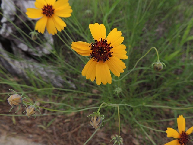 Thelesperma filifolium (Stiff greenthread) #65136