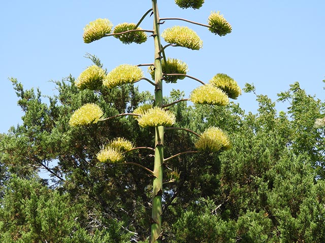 Agave americana (American century plant) #65171