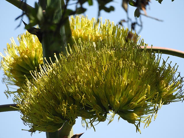 Agave americana (American century plant) #65177