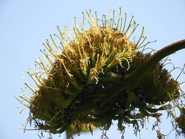 Agave americana (American century plant) #65178