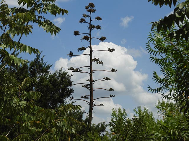 Agave americana (American century plant) #65186