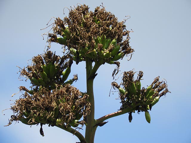 Agave americana (American century plant) #65188