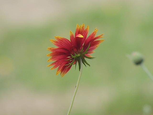 Gaillardia pulchella var. pulchella (Indian blanket) #65633