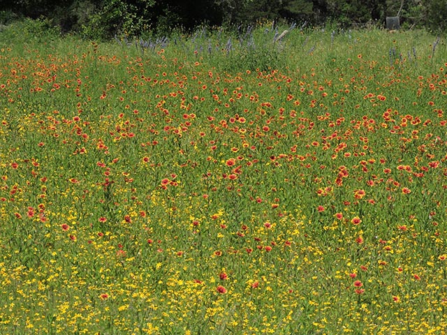 Gaillardia pulchella (Indian blanket) #65690