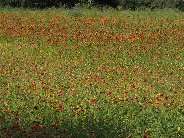 Gaillardia pulchella (Indian blanket) #65694