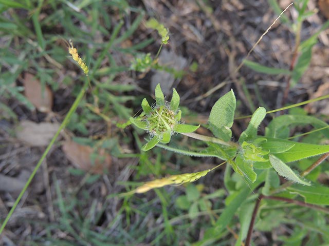 Gaillardia pulchella (Indian blanket) #65709