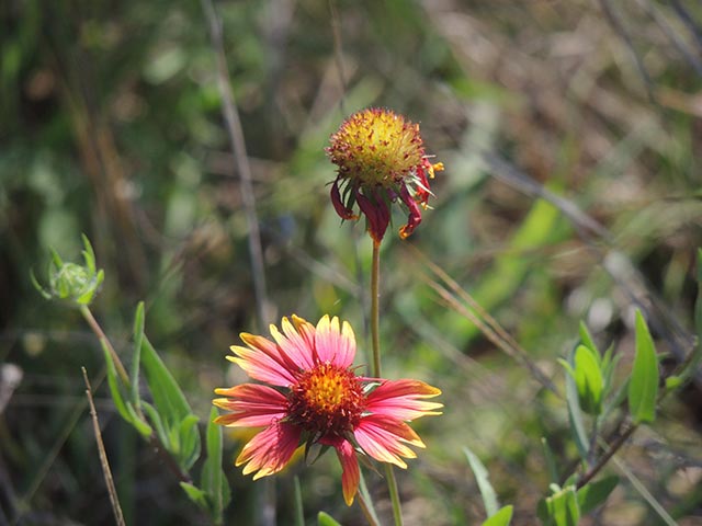 Gaillardia pulchella (Indian blanket) #65718