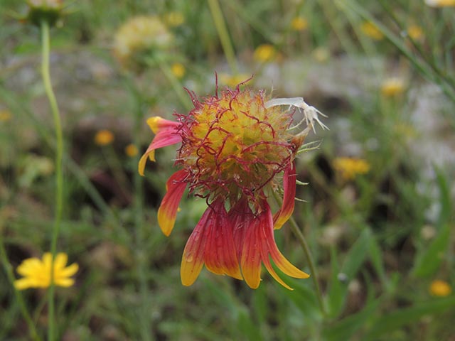 Gaillardia pulchella (Indian blanket) #65725