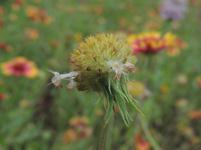 Gaillardia pulchella (Indian blanket) #65727