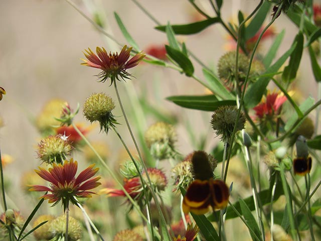 Gaillardia pulchella (Indian blanket) #65738