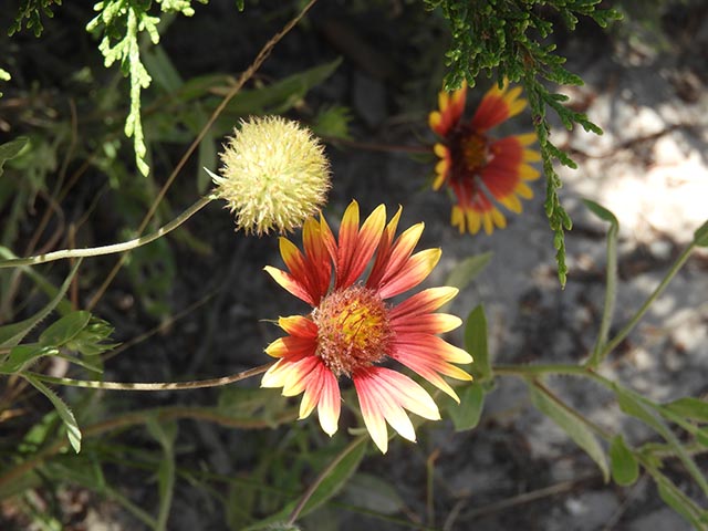 Gaillardia pulchella (Indian blanket) #65739