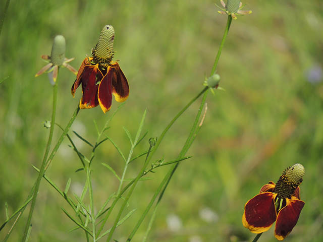 Ratibida columnifera (Mexican hat) #65801