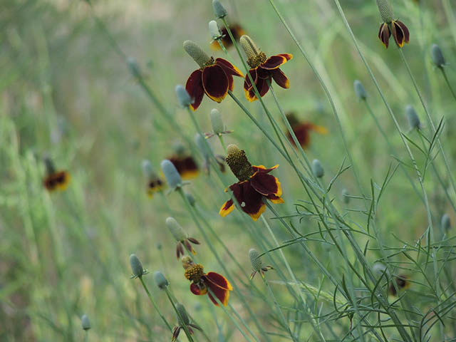 Ratibida columnifera (Mexican hat) #65806