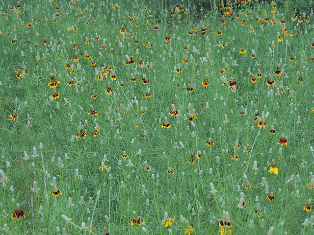 Ratibida columnifera (Mexican hat) #65808