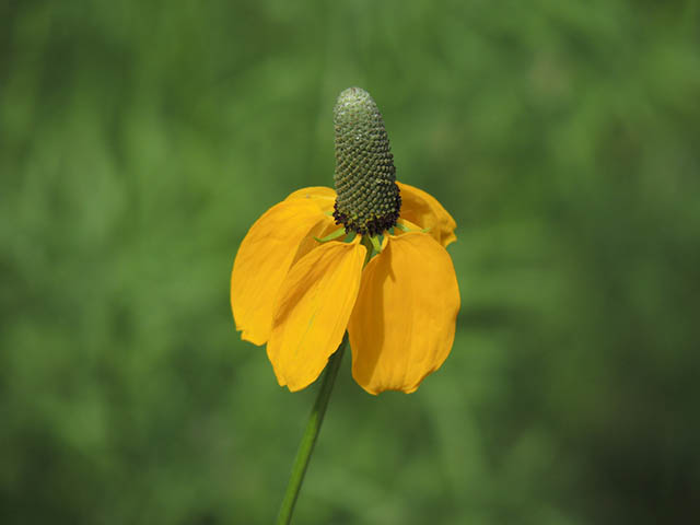 Ratibida columnifera (Mexican hat) #65813