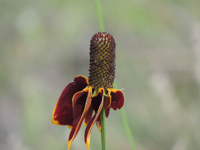 Ratibida columnifera (Mexican hat) #65814