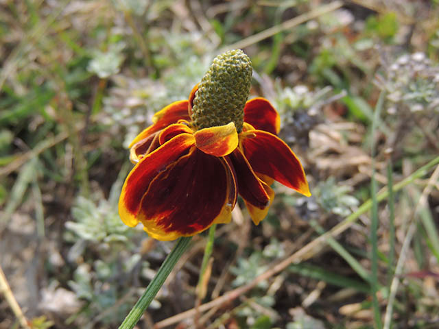 Ratibida columnifera (Mexican hat) #65820