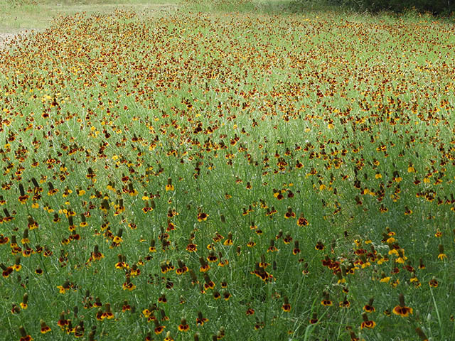 Ratibida columnifera (Mexican hat) #65825