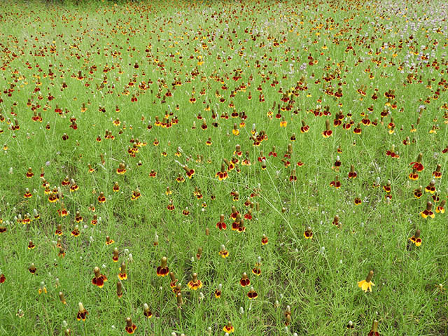 Ratibida columnifera (Mexican hat) #65827