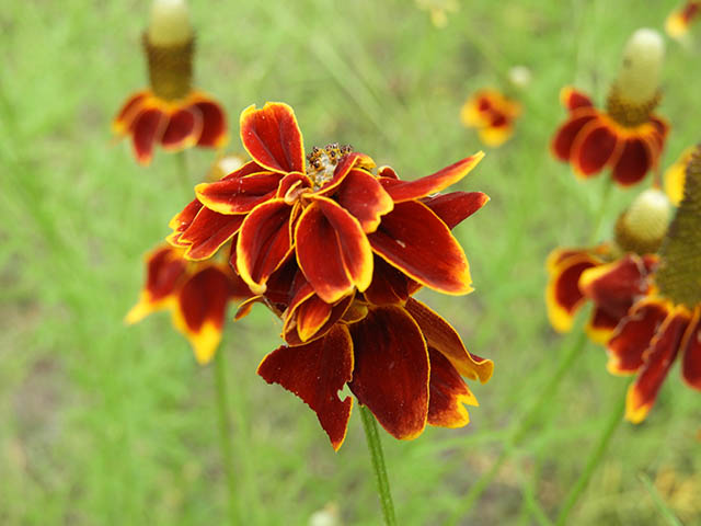 Ratibida columnifera (Mexican hat) #65829