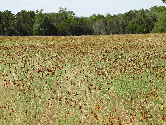 Ratibida columnifera (Mexican hat) #65838