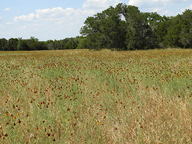 Ratibida columnifera (Mexican hat) #65839