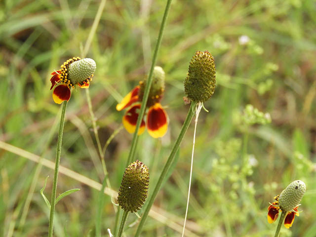 Ratibida columnifera (Mexican hat) #65841