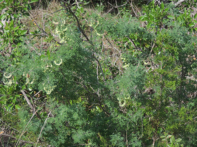 Mimosa borealis (Fragrant mimosa) #65911