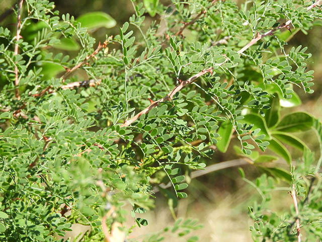 Mimosa borealis (Fragrant mimosa) #65915