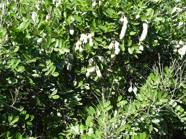 Sophora secundiflora (Texas mountain laurel) #65932