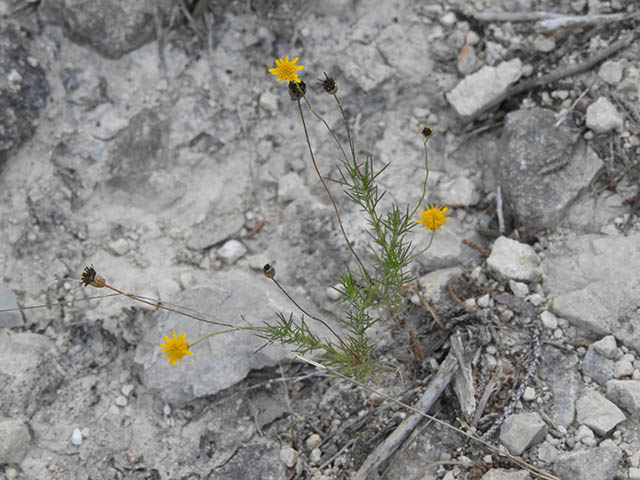 Thymophylla pentachaeta var. pentachaeta (Parralena) #65962