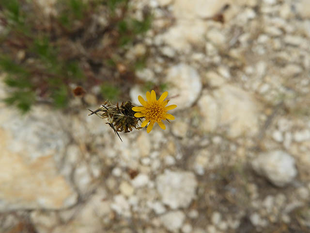 Thymophylla pentachaeta var. pentachaeta (Parralena) #65965