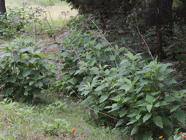 Verbesina virginica (Frostweed) #65969