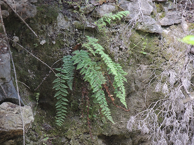 Cheilanthes alabamensis (Alabama lipfern) #66177