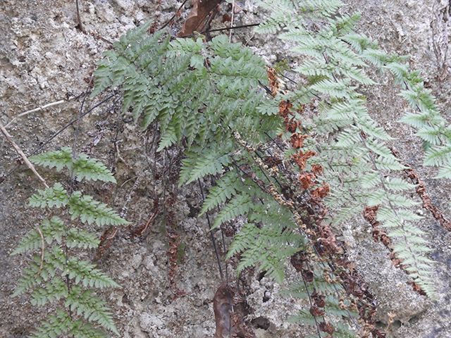 Cheilanthes alabamensis (Alabama lipfern) #66182