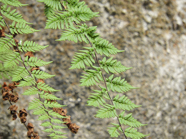 Cheilanthes alabamensis (Alabama lipfern) #66187