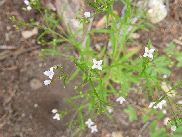 Stenaria nigricans var. nigricans (Diamondflowers) #66218