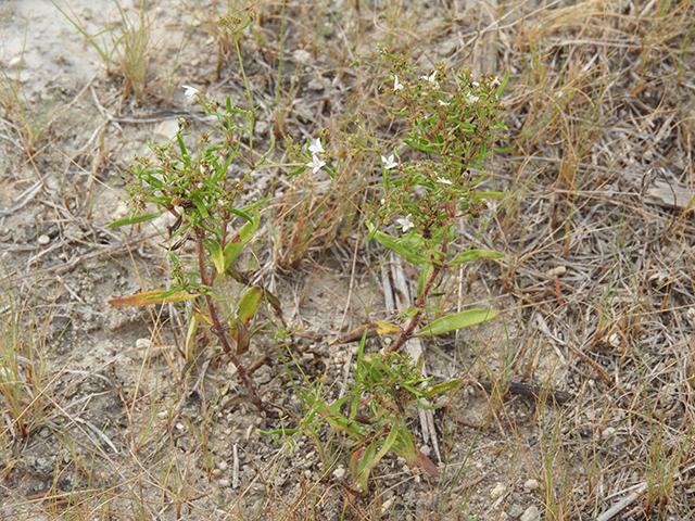 Stenaria nigricans var. nigricans (Diamondflowers) #66271