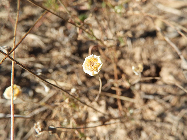 Tetraneuris linearifolia (Fineleaf fournerved daisy) #88700