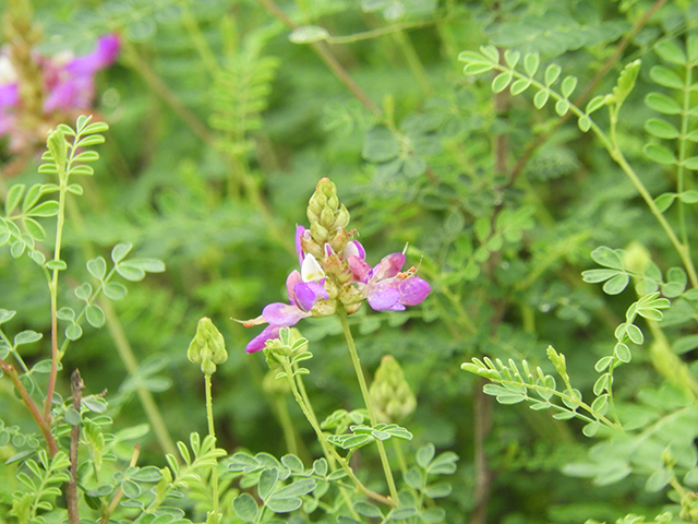 Dalea frutescens (Black dalea) #88744