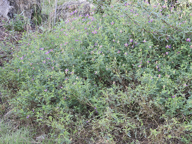 Dalea frutescens (Black dalea) #88746