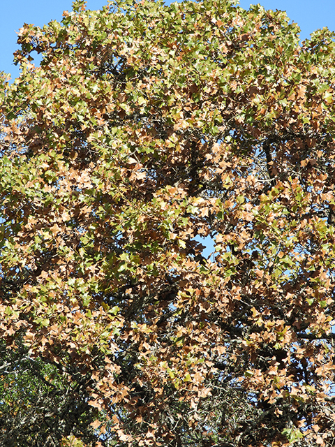 Quercus marilandica (Blackjack oak) #88819