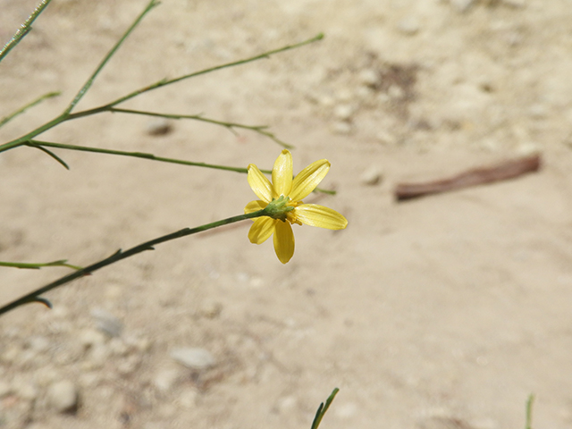 Amphiachyris dracunculoides (Prairie broomweed) #89005